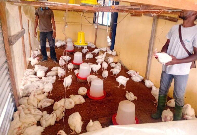 Souveraineté Alimentaire : L’essor du « Poulet de Chair made in INSAB » et le Projet SOGADA 2027