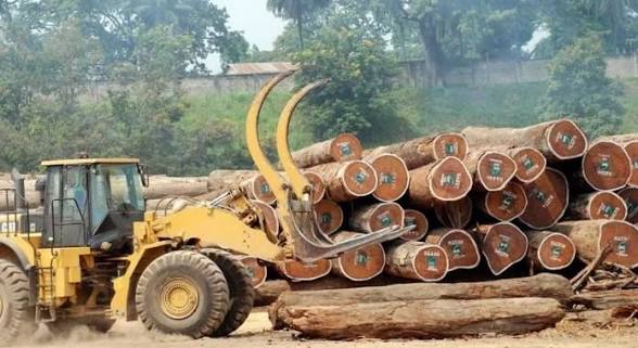 EAUX ET FORÊTS : MISE EN VENTE AUX ENCHÈRES DE LOTS DE BOIS SAISIS DANS LA PROVINCE DE LA NGOUNIÉ